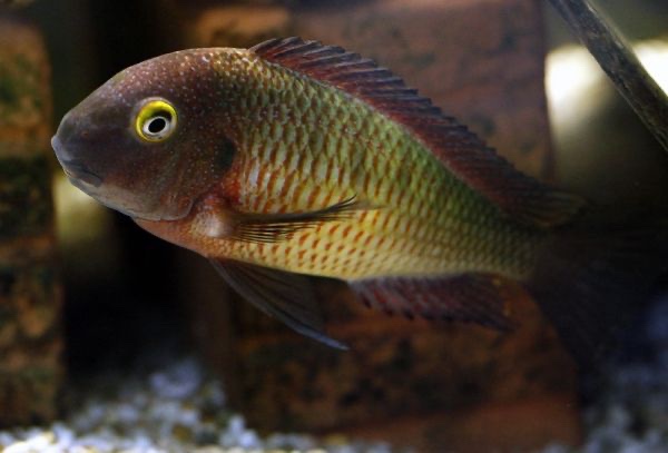 Tropheus moorii 'Lufubu'